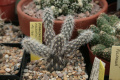Pterocactus valentinii WG266 X.jpg