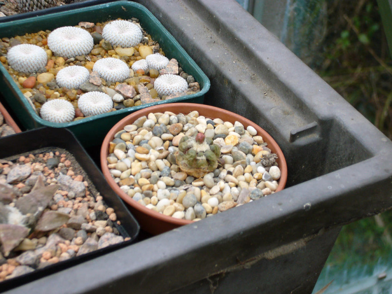 Файл:Rebutia cintia 02.jpg