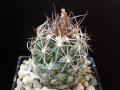 Thelocactus tulensis var. vaskoanus VZD90