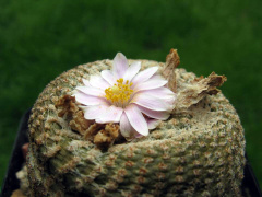 Yavia cryptocarpa 4.jpg