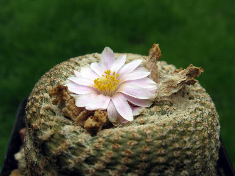 Файл:Yavia cryptocarpa 4.jpg