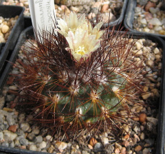 Acharagma aguirreanum 3.jpg