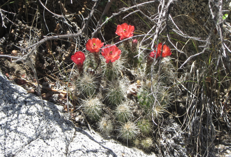Файл:Echinocereus pacificus mombergerianus 1.jpeg