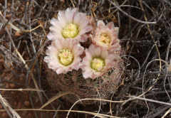 Echinomastus intertextus 1h.jpg