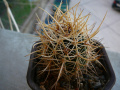 Echinocereus ferreirianus ssp. lindsayi white spine