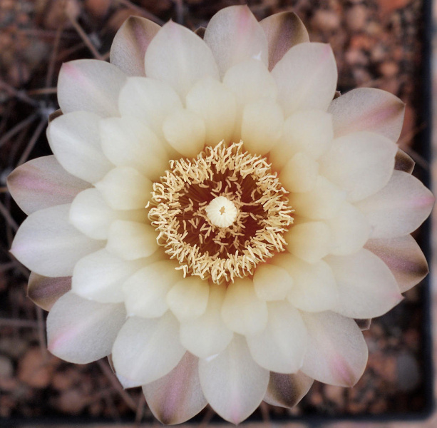Файл:Gymnocalycium gibbosum 01.jpg