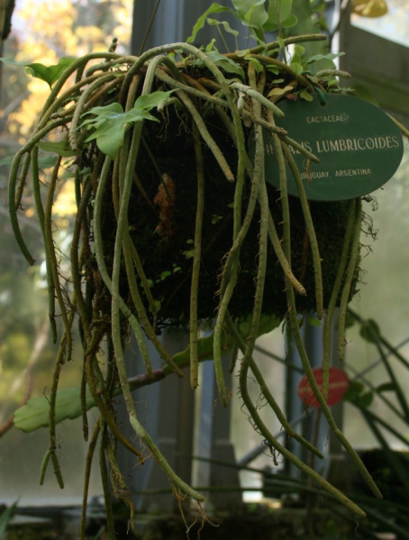 Файл:Lepismium lumbricoides Arg.JPG