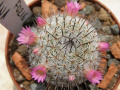 Mammillaria haageana FO 216