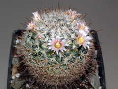 Mammillaria mercadensis.JPG