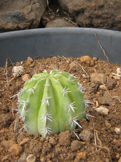 Melocactus andinus.jpg