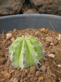 Melocactus andinus
