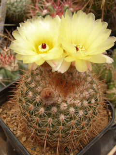 Parodia erubescens 1.jpg