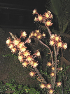 Peniocereus maculatus 1.jpeg