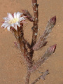 Peniocereus zopilotensis