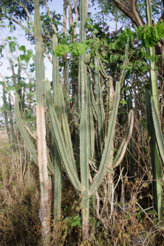 Pilosocereus brasiliensis ssp. ruschianus 0.jpg