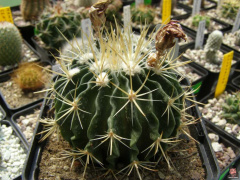 Stenocactus crispatus var. longispinus.jpg