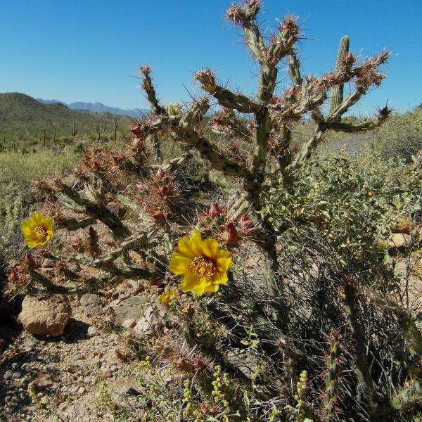 Файл:Cylindropuntia acanthocarpa 6h.jpg