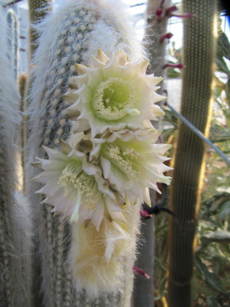 Файл:Espostoa ritteri 5691250356.jpg