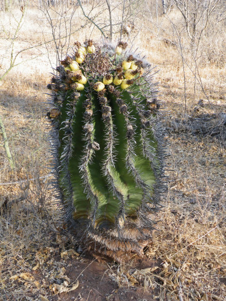 Файл:Ferocactus herrerae 02.jpg