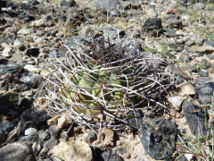 Gymnocalycium pugionacanthum 1h.JPG