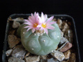 Lophophora fricii