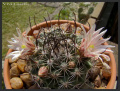 Mammillaria johnstonii 011.jpg