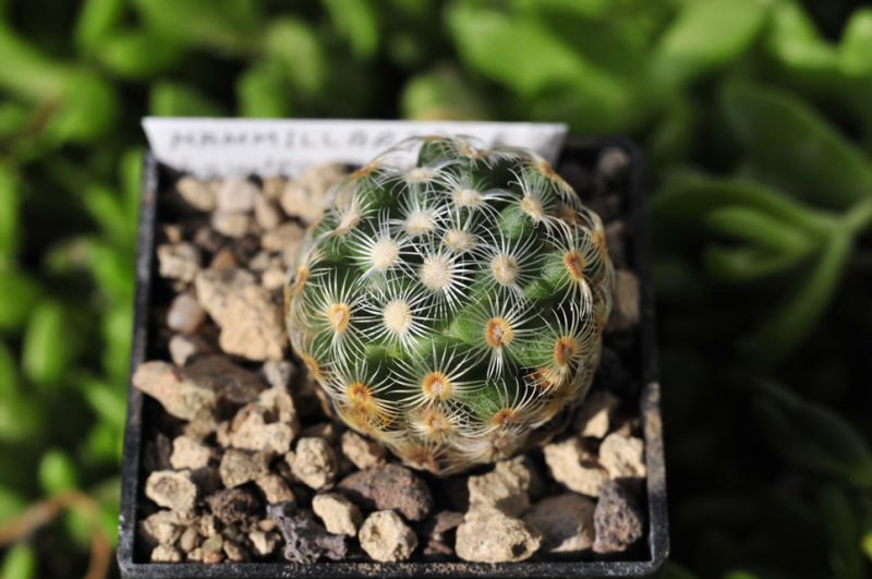 Файл:Mammillaria saboae ssp. haudeana.jpg