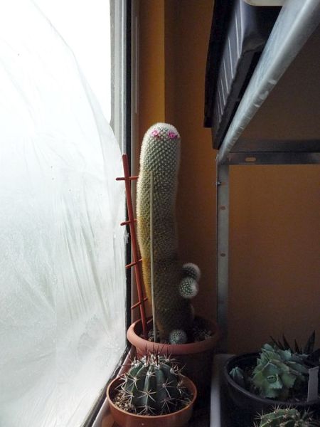 Файл:Mammillaria spinosissima ssp. pilcayensis 2.jpg