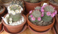 Mammillaria zeilmanniana 08.jpg