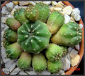 Matucana aurantiaca ssp. polzii 6.jpg
