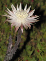 Peniocereus johnstonii