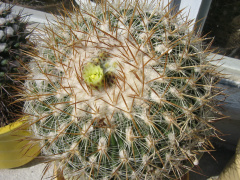 Stenocactus vaupelianus.JPG