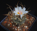 Turbinicarpus schmiedickeanus ssp._macrochele var. kupchaki MK 93-293