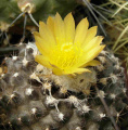 Copiapoa humilis ssp. tenuissima 3.jpg