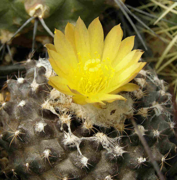 Файл:Copiapoa humilis ssp. tenuissima 3.jpg