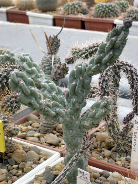 Файл:Cylindropuntia cholla.jpg