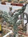 Cylindropuntia cholla