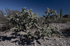 Cylindropuntia cholla 3.jpg