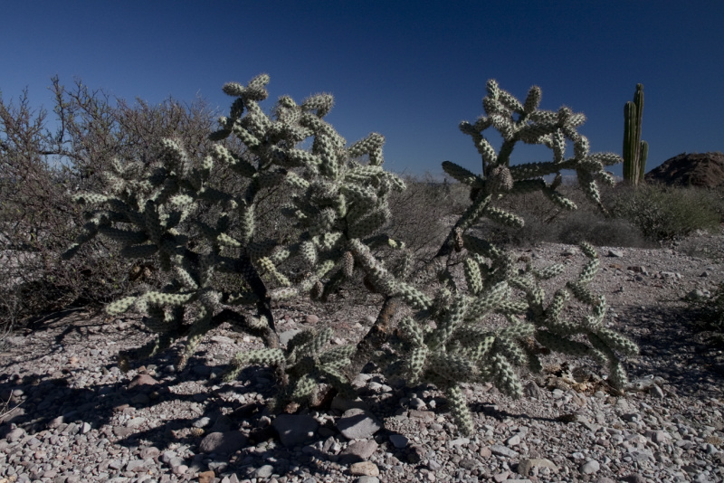 Файл:Cylindropuntia cholla 3.jpg