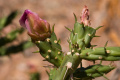 Cylindropuntia kleiniae 3.jpg