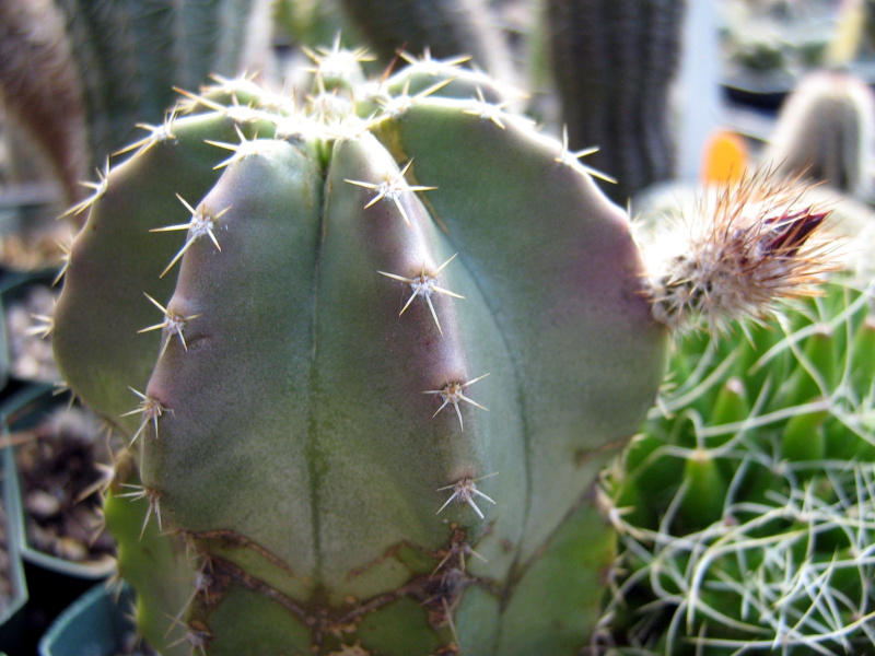 Файл:Echinocereus subinermis ssp. subinermis 2.jpg