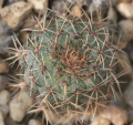 Frailea phaeodisca KH 0507