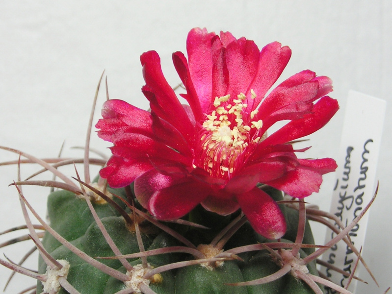 Файл:Gymnocalycium oenanthemum 0.jpg