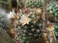Mammillaria marcosii