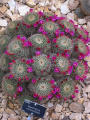 Mammillaria varieaculeata 3.jpg