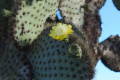 Opuntia galapageia 2.jpg