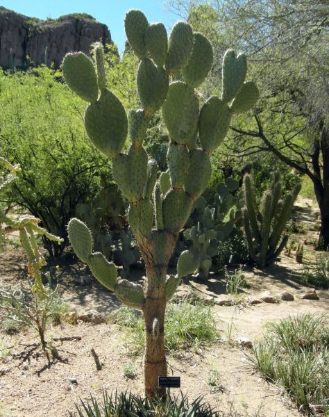 Файл:Opuntia streptacantha 7.JPG