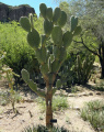 Opuntia streptacantha 7.JPG
