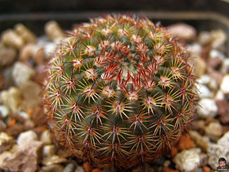 Файл:Parodia eugeniae.jpg