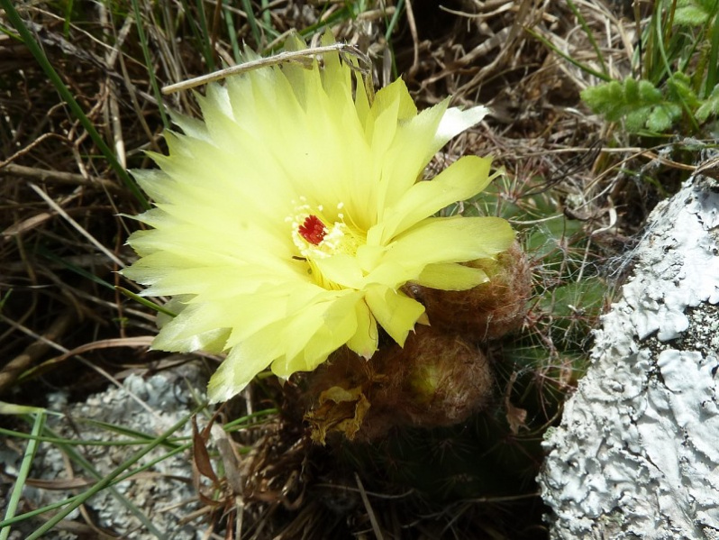 Файл:Parodia linkii 3.JPG